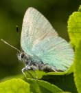 Green Hairstreak 2007 - Ian Hardy