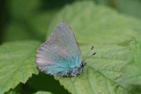 Green Hairstreak - Martin Parr