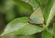 Green Hairstreak 2007 - Sandra Standbridge