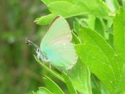 Green Hairstreak  2008 - Nigel Agar