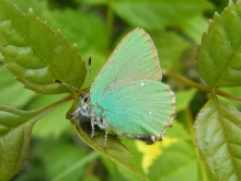 Green Hairstreak (m) 2008 - Paul Thrush