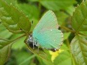 Green Hairstreak  2008 - Paul Thrush