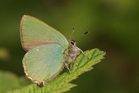 Green Hairstreak 2008 - Sandra Standbridge