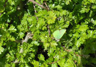 Green Hairstreak 2011 - David Gower