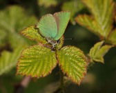 Green Hairstreak 2011 - Miles Attenborough