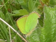 Green Hairstreak 2011 - Nigel Agar