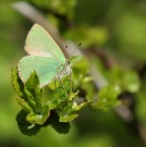 Green Hairstreak 2011 - Paul Why