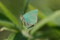 Green Hairstreak 2011 - Steve Gent