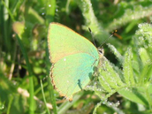 Green Hairstreak 2006 - Andrew Palmer