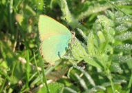 Green Hairstreak 2006 - Andrew Palmer