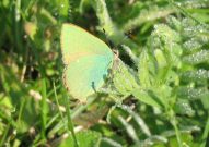 Green Hairstreak 2006 - Andrew Palmer