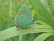 Green Hairstreak 2006 - Trevor Chapman