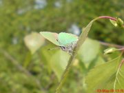 Green Hairstreak  2008 - Darin Stanley