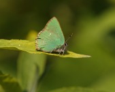 Green Hairstreak 2011 - Miles Attenborough