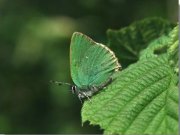 Green Hairstreak 2002 - John Stevens