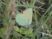 Green Hairstreak 2002 - Liz Goodyear