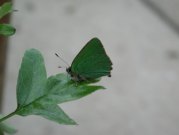 Green Hairstreak 2002 - Nick Sampford