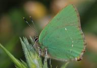 Green Hairstreak Green Hairstreak 2005 - Lee Browne