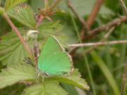 Green Hairstreak 2005 - Malcolm Hull