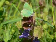 Green Hairstreak 2005 - Steve Lane