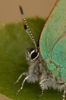 Green Hairstreak 2004 - Nick Sampford