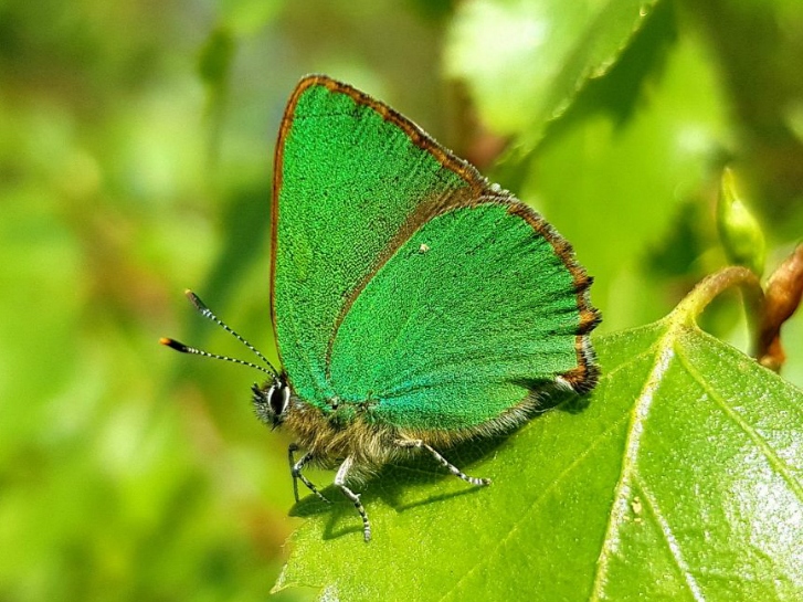 Green Hairstreak  2019 - Andrew Neild