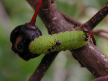 Holly Blue larva on buckthorn 2007 - Andrew Middleton