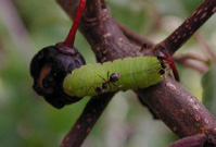 Holly Blue larva on buckthorn 2007 - Andrew Middleton