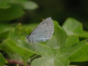 Holly Blue 2001 - Nick Sampford