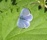 Holly Blue 2005 - Andrew Wood