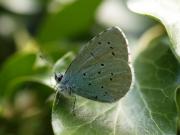 Holly Blue 2005 - Lee Browne