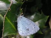 Holly Blue 2005 - Richard Bigg