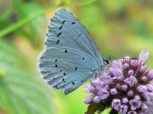 Holly Blue 2005 - Steve Lane