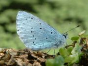 Holly Blue 2005 - Trevor Chapman