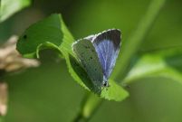 Holly Blue 2006 - Sandra Standbridge