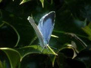 Holly Blue 2008 - Sezar Hikmet