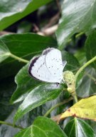 Holly Blue 2009 - Dave Miller