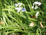 Holly Blue 2009 - Val Fullforth