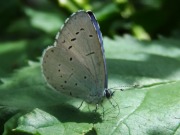 Holly Blue 2010 - Alessandro Giusti