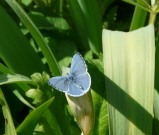 Holly Blue 2010 - Helen George