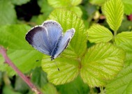 Holly Blue 2011 - Dave Miller