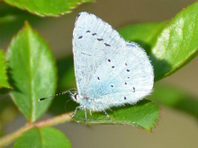 Holly Blue 2011 - Robin Pearson