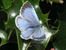 Holly Blue 2005 - Richard Bigg