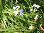 Holly Blue 2009 - Val Fullforth