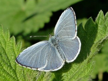 Holly Blue 2014 - Dave Miller