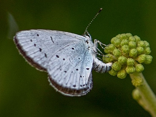 Holly Blue 2019 - Bob Clift