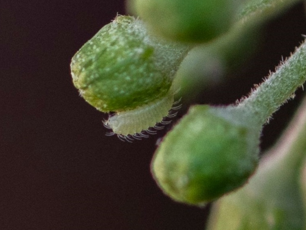 Holly Blue larva on ivy 2019 - Bob Clift