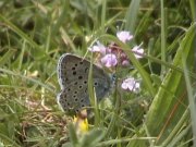 Large Blue 2002 - Liz Goodyear