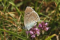 Large Blue 2004 - Nick Sampford