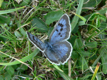 Large Blue 2006 - Steve Lane